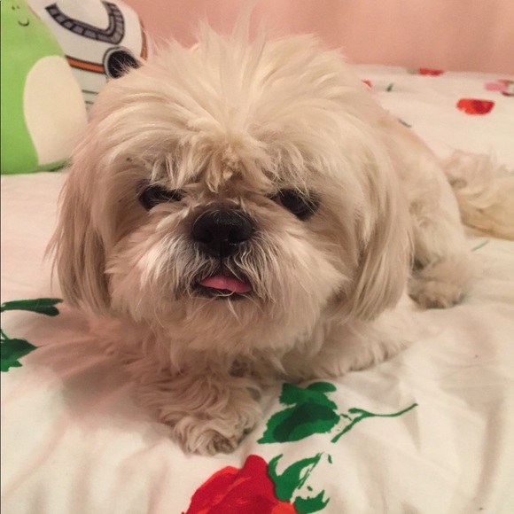 Meet your Posher, Niamh - Picture 1 of 1